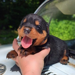 Rottweiler Puppy